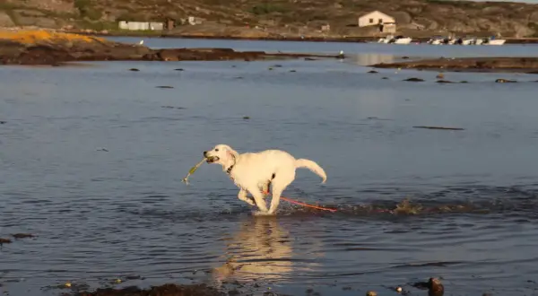 En glad golden retriever springer i vattnet med en pinne i munnen. Perfekt för en dag att campa med hund vid kusten.