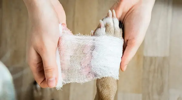 Händer bandagerar en hunds tass. En tassbandage hund behöver omsorg.