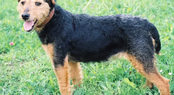 En tysk jaktterrier står i gräset med tungan ute.