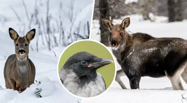 Rådjur i snön, en älg och en kråka. Tiderna för jakten på rådjur kan variera.