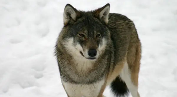 En varg, eller Canis lupus på latin, står i snön.