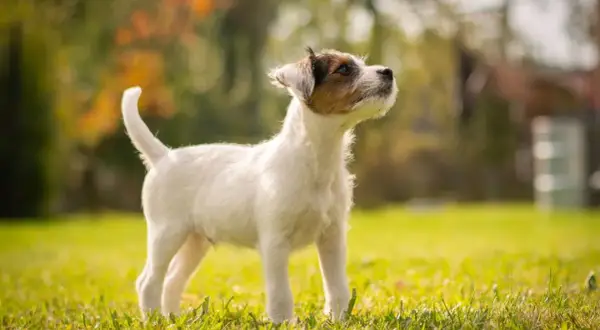 En alert parson russell terrier står i gräset och tittar uppåt, redo för lek i höstsolen.