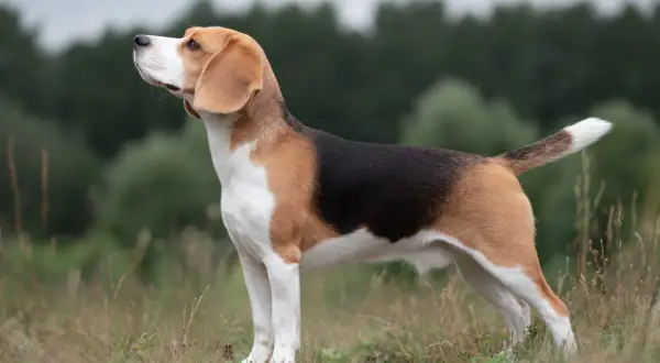En stolt beagle hundras står i gräset med blicken mot himlen.