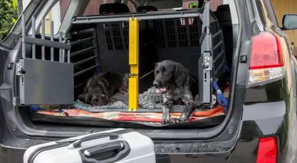 Två hundar redo att ta med hund till Norge. De ligger i en bur i bagageutrymmet på en bil, bredvid en resväska.