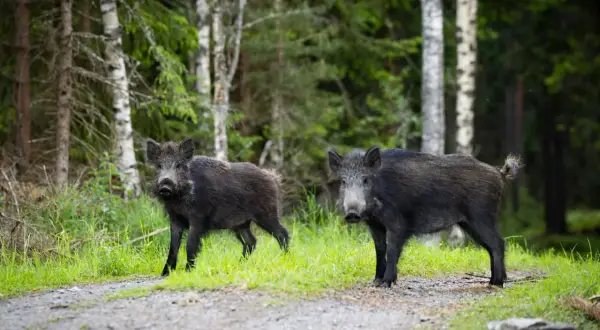 Två vildsvin på en grusväg i skogen. Kanske en del av en diskussion om skyddsjakt vildsvin regler.