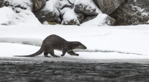 Utter med sin långa, uttrycksfulla svans springer längs en snötäckt strandkant.