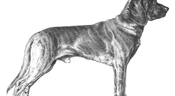 En teckning av en stående hannoveransk viltspårhund med randig päls och hängande öron.