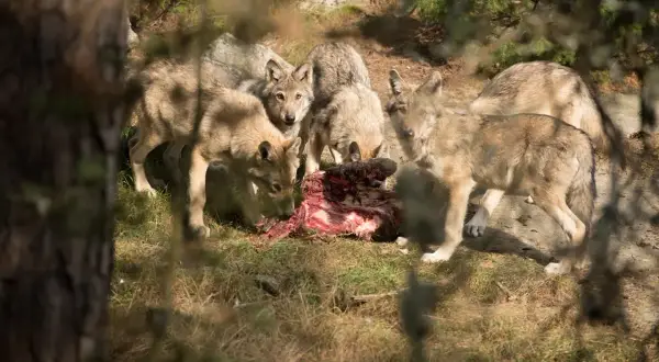 En flock vargar, imponerande i varg storlek, samlas kring ett kadaver i skogen.