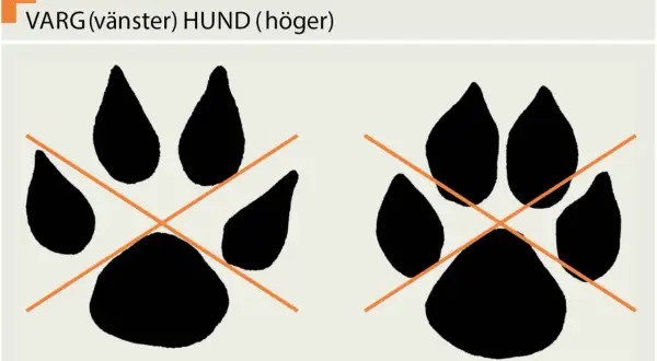 Två tassavtryck, ett varg spår till vänster och ett hund spår till höger, med orange kors över.