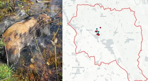 Vildsvin i vatten, bredvid en karta över Västmanland, Sverige, med prickar som markerar observationer.