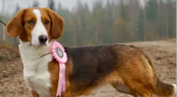En stolt drever tax med en rosa rosett på bröstet, redo för prisutdelning i skogen.