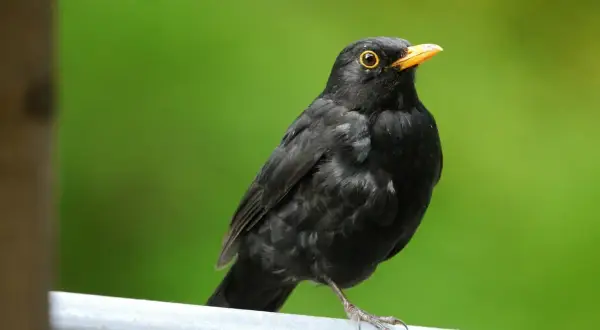 En koltrast, en vacker flyttfågel, sitter på ett räcke med en grön bakgrund.