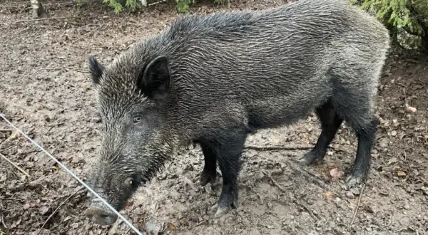Vildsvin i skogen. Undrar hur blir man av med vildsvin när de bökar runt?