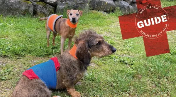 Två hundar med skyddande bandage runt kroppen. Den ena har en avskavd trampdyna och bär ett orange halsband.