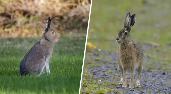 Två harar i olika miljöer. Den vänstra sitter i grönt gräs, den högra står på grus. Det är harjakt tider.
