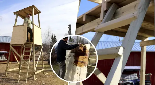 Byggnation av jakttorn. En man målar träet, som påminner om en stor lastpall, med skyddande olja.