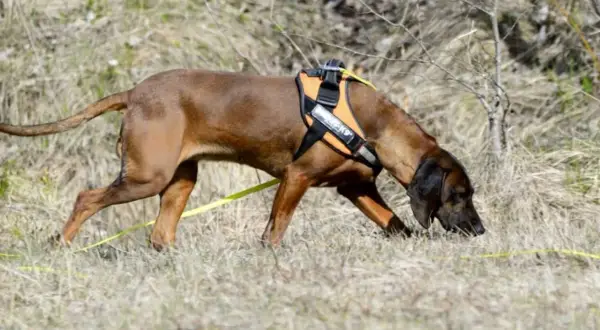 En brun hund med orange sele följer ett viltspår i torrt gräs.