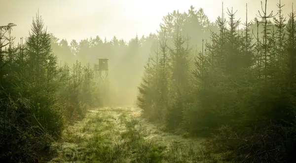 Dimma lättar över en gräsbevuxen stig i skogen. En tornliknande jaktkammare skymtar i fjärran, en plats för framtida viltvårdare utbildning.