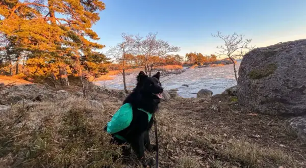 Svart hund med grön väst njuter av en vacker solnedgång vid en isig sjö. En härlig stund för vandra med hund.
