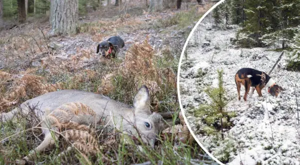 En lajka hund i skogen, en ligger död, en annan undersöker.