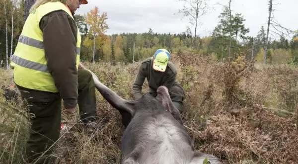 Två jägare hanterar ett fällt älg. Dygnsgrader kan påverka hur djuret tas om hand.