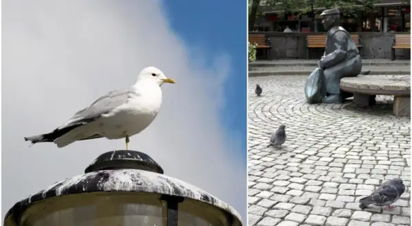 En fiskmås sitter på en lyktstolpe. På andra sidan, en staty av en man med duvor på kullerstensgatan. Frågan om man får skjuta fiskmåsar är irrelevant här.