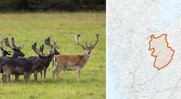 En flock dovhjortar med imponerande horn på en grön äng. Till höger en karta över Sverige med ett markerat område, troligen för skyddsjakt dovhjort.