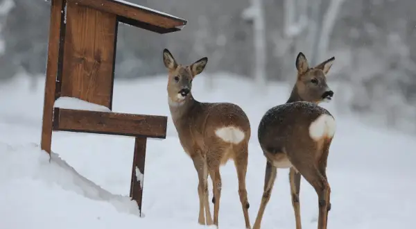 Två rådjur står i snön vid en matare på tomten.