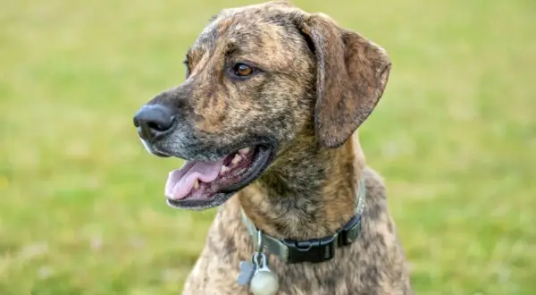 En stilig plott hund med brindle päls tittar åt sidan med öppen mun och tungan ute. Hunden bär ett halsband med en berlock.