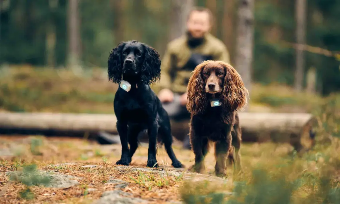 Två jakt cocker spaniel, en svart och en brun, står i skogen med GPS-halsband.