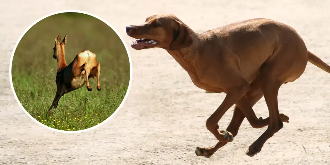 Brun hund springer snabbt. I en cirkel en rådjur som hoppar, en bild som kan associeras med magomvridning hund.