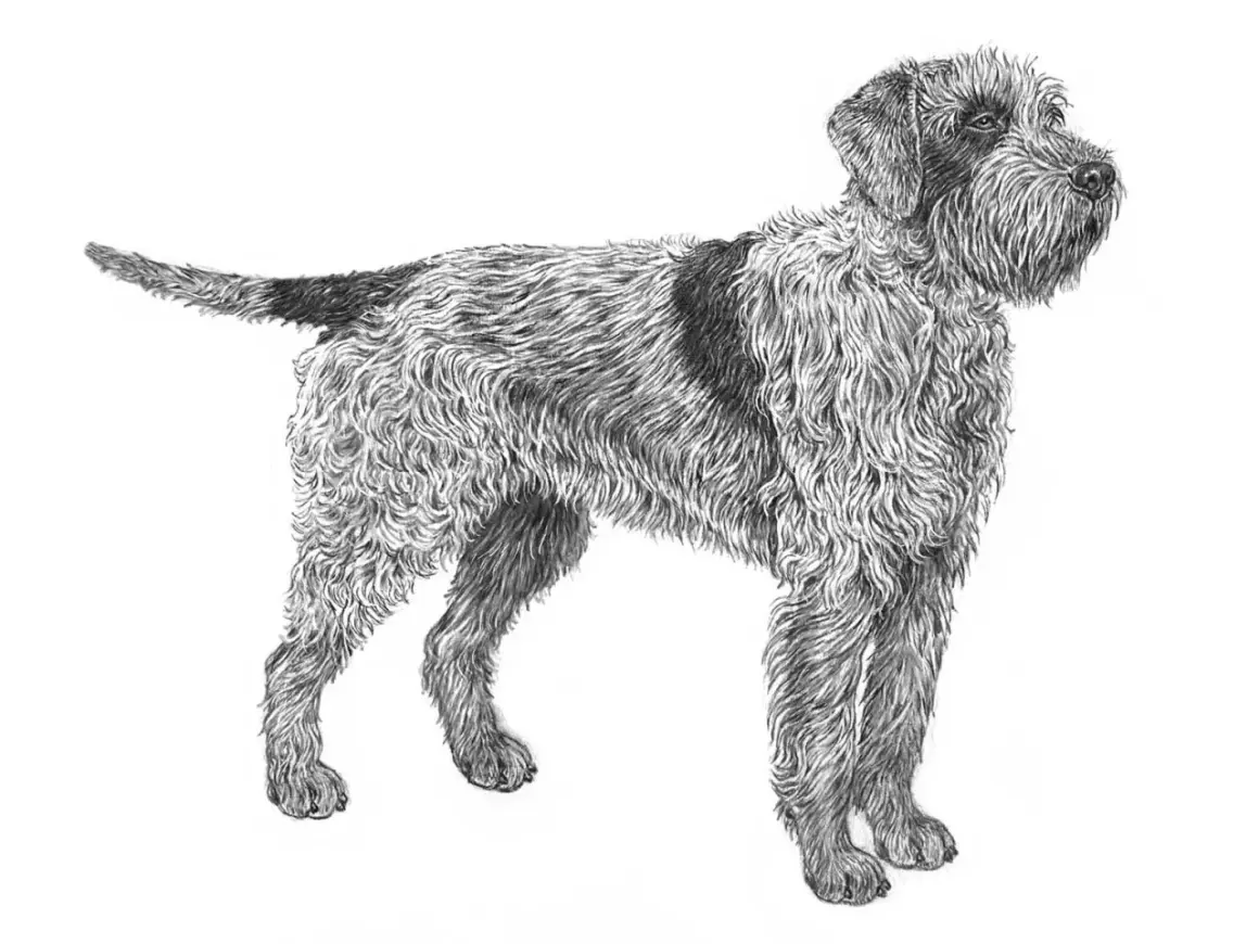 En teckning av en griffon d'arret à poil dur, en stående hund med strävt, lockigt päls och en mörk fläck på ryggen.