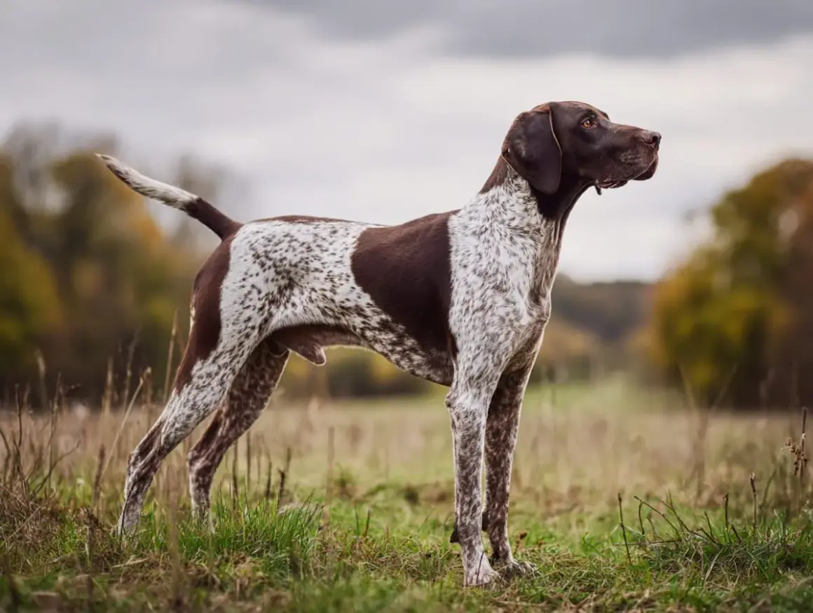 En ståtlig pointer hund står i ett fält, redo för jakt.