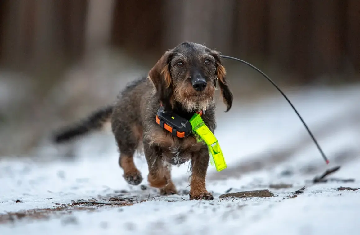 En korthårig tax med GPS-halsband springer i snön.