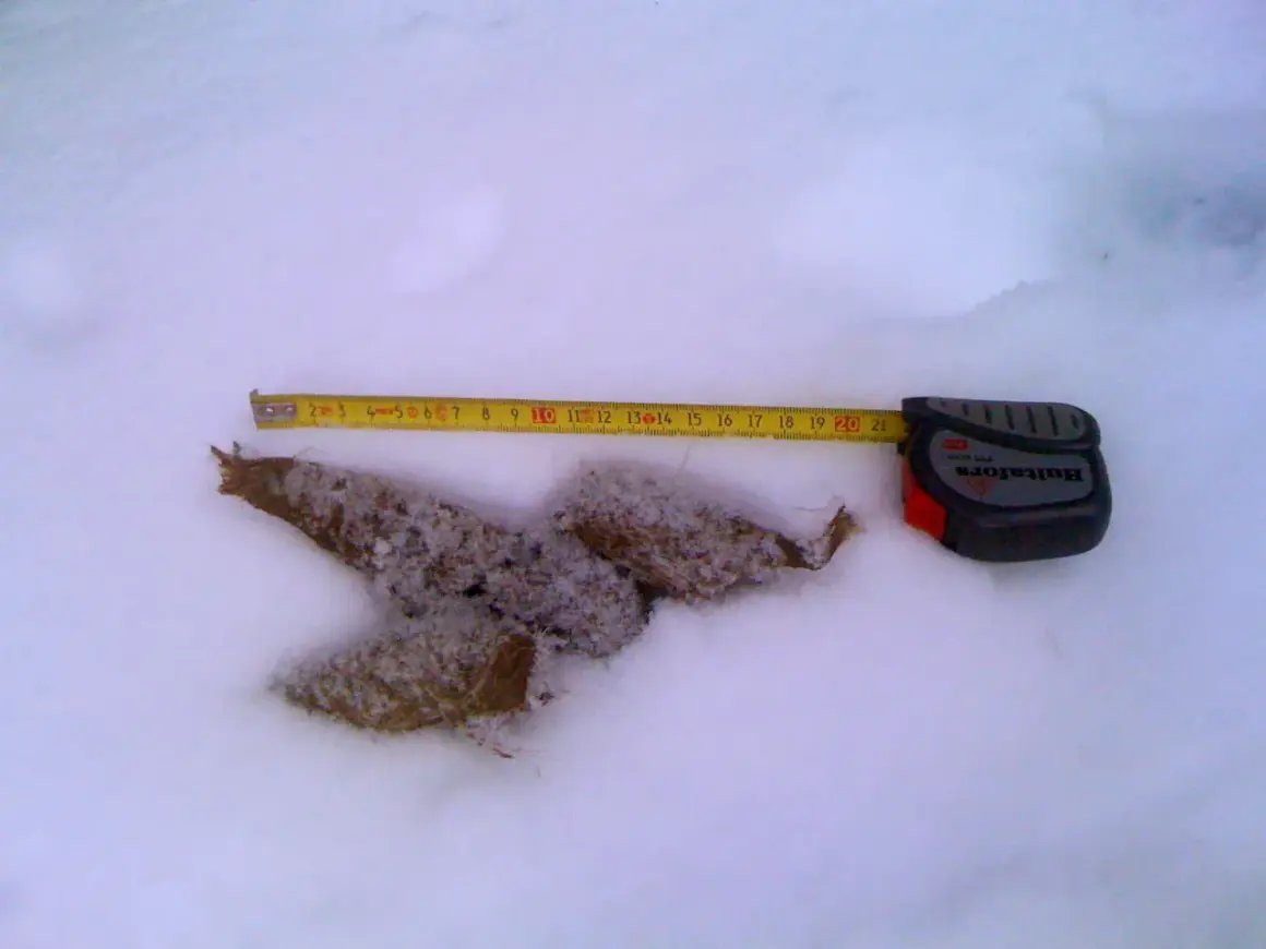 Mätning av varg bajs i snön. Måttbandet visar cirka 15 cm.