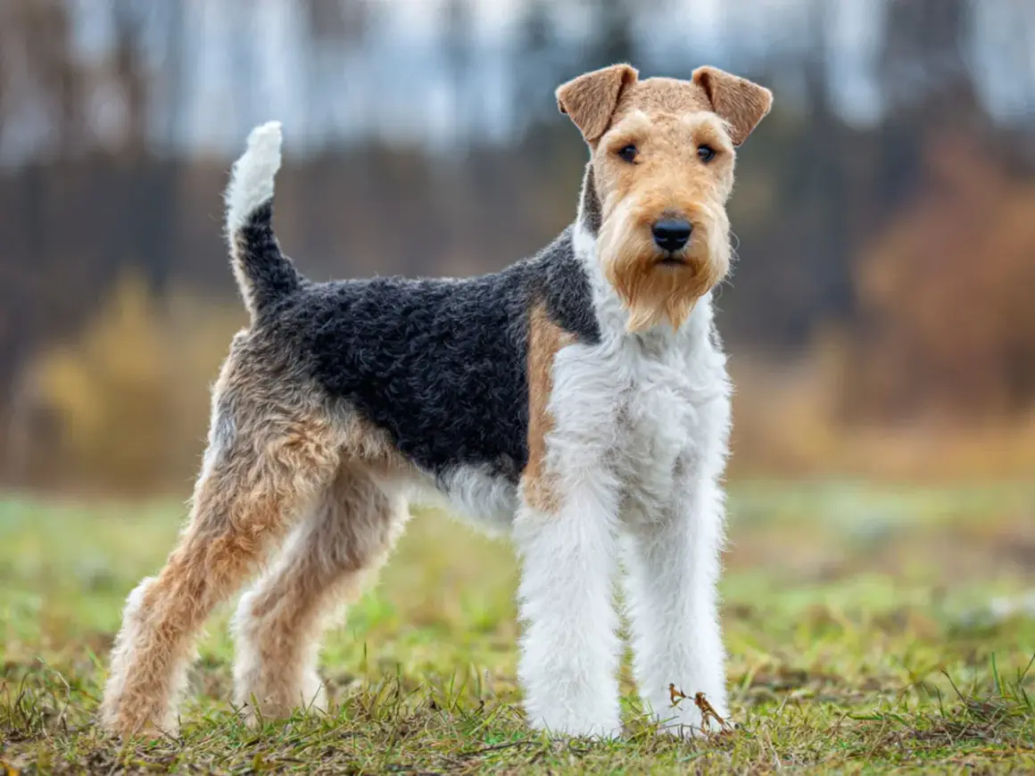 En ståtlig foxterrier står i gräset med en lekfull svans som viftar.