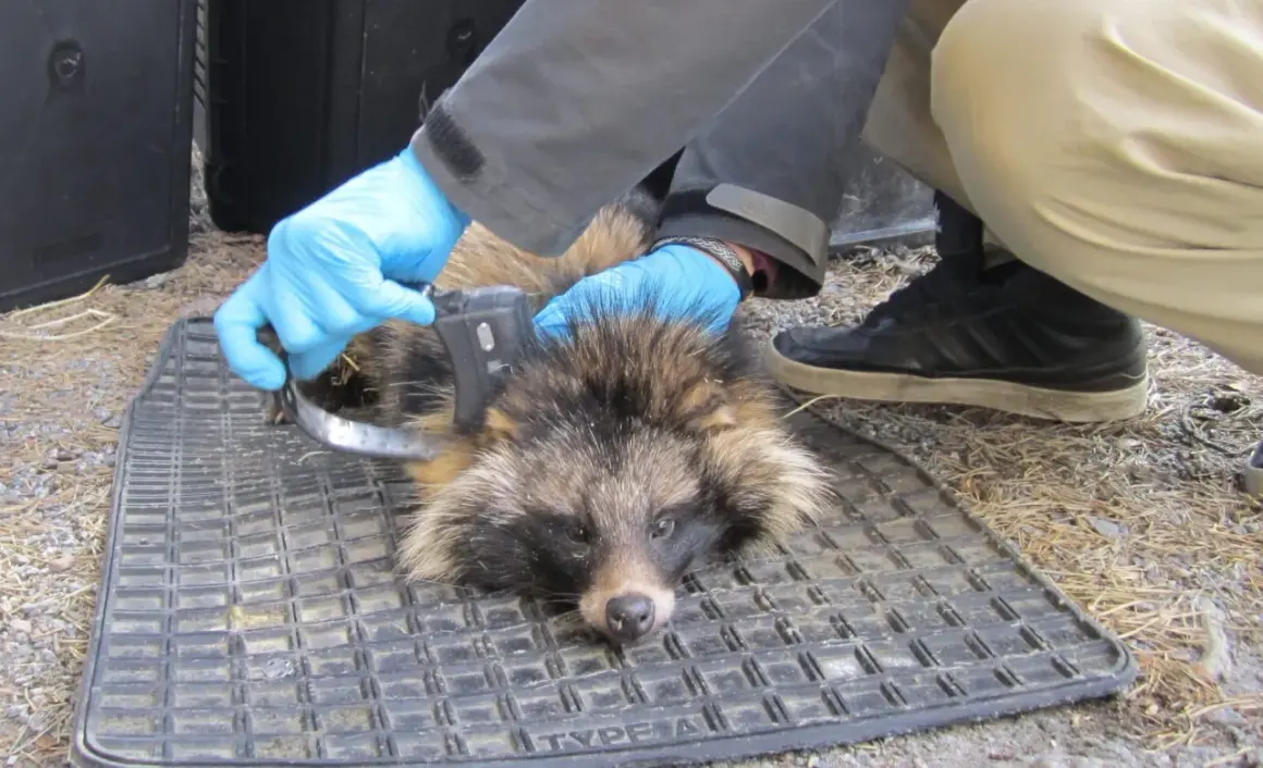 Forskare märker en mårdhund i Sverige med ett spårningshalsband.