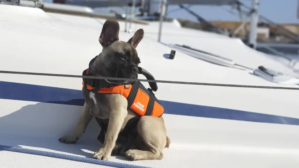 Fransk bulldogg i flytväst njuter av sin semester med hund på en segelbåt.