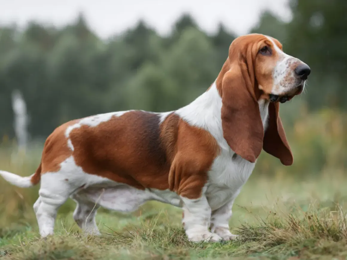 En ståtlig basset hound med långa öron står i gräset, redo för en dag av jakt.