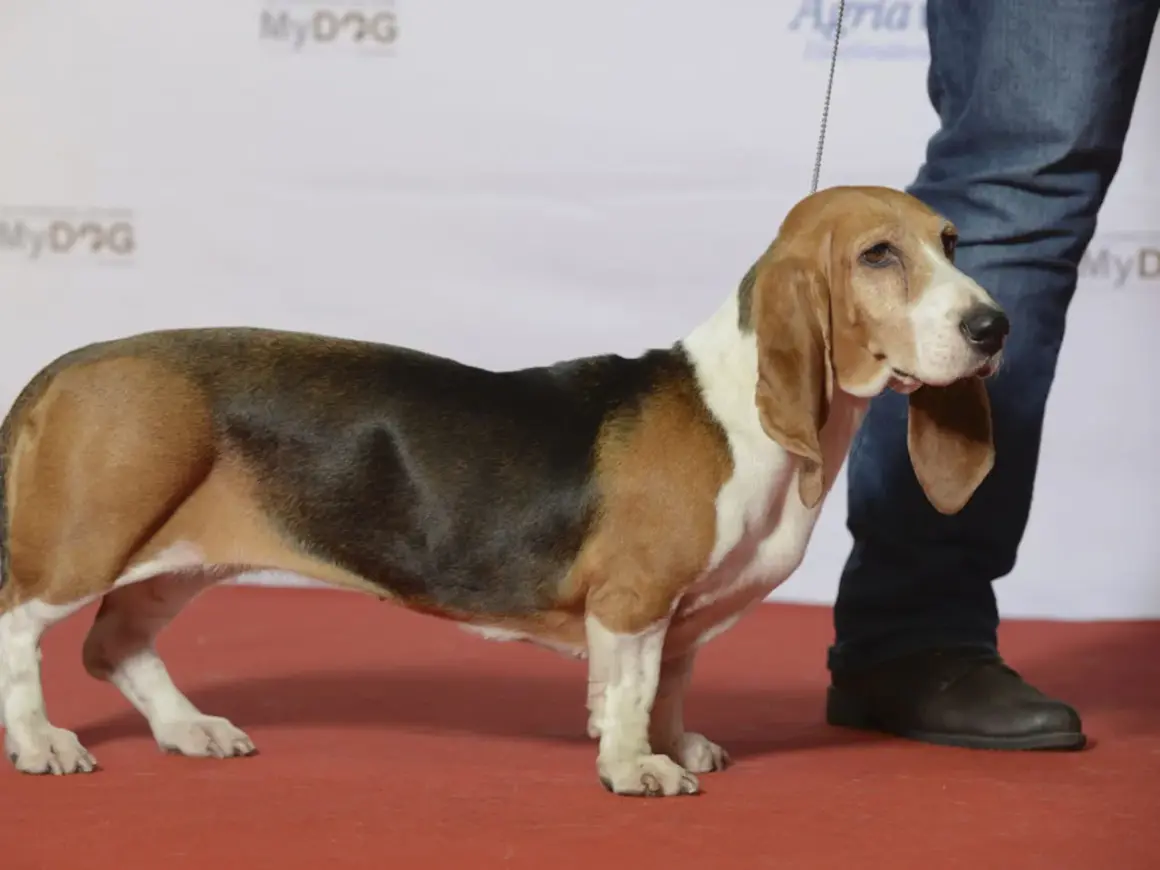 En stolt Basset Artesien Normand valp står på en röd matta, redo för uppmärksamhet.