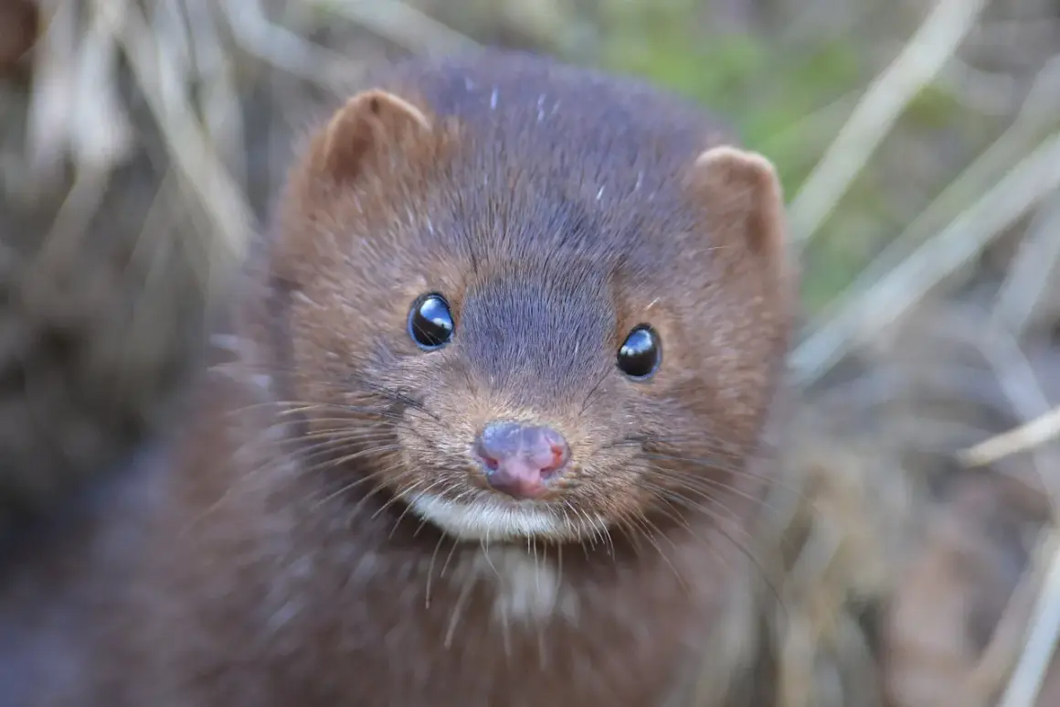 En nyfiken minkunge tittar fram ur gräset med sina stora, mörka ögon.