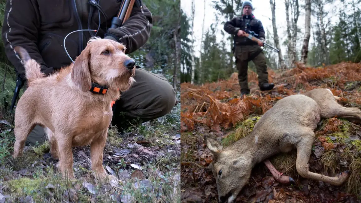 En stolt basset fauve de bretagne vid jägarens sida i skogen, med ett fällt rådjur i bakgrunden.