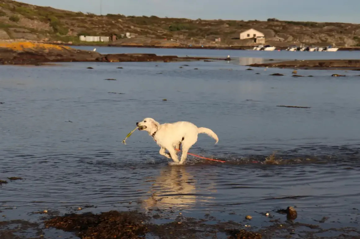En glad golden retriever springer i vattnet med en pinne i munnen. Perfekt för en dag att campa med hund vid kusten.