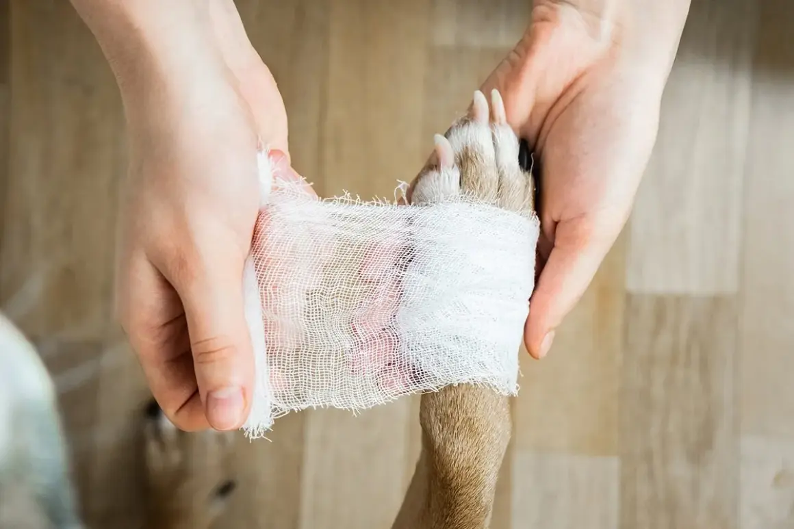 Händer bandagerar en hunds tass. En tassbandage hund behöver omsorg.