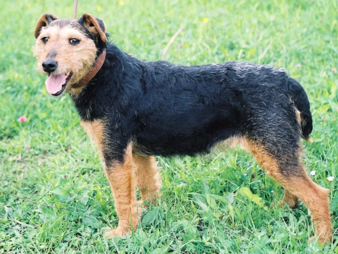En tysk jaktterrier står i gräset med tungan ute.