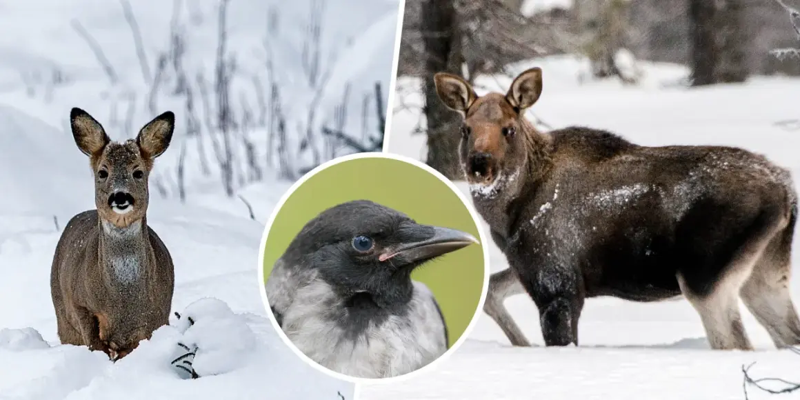 Rådjur i snön, en älg och en kråka. Tiderna för jakten på rådjur kan variera.