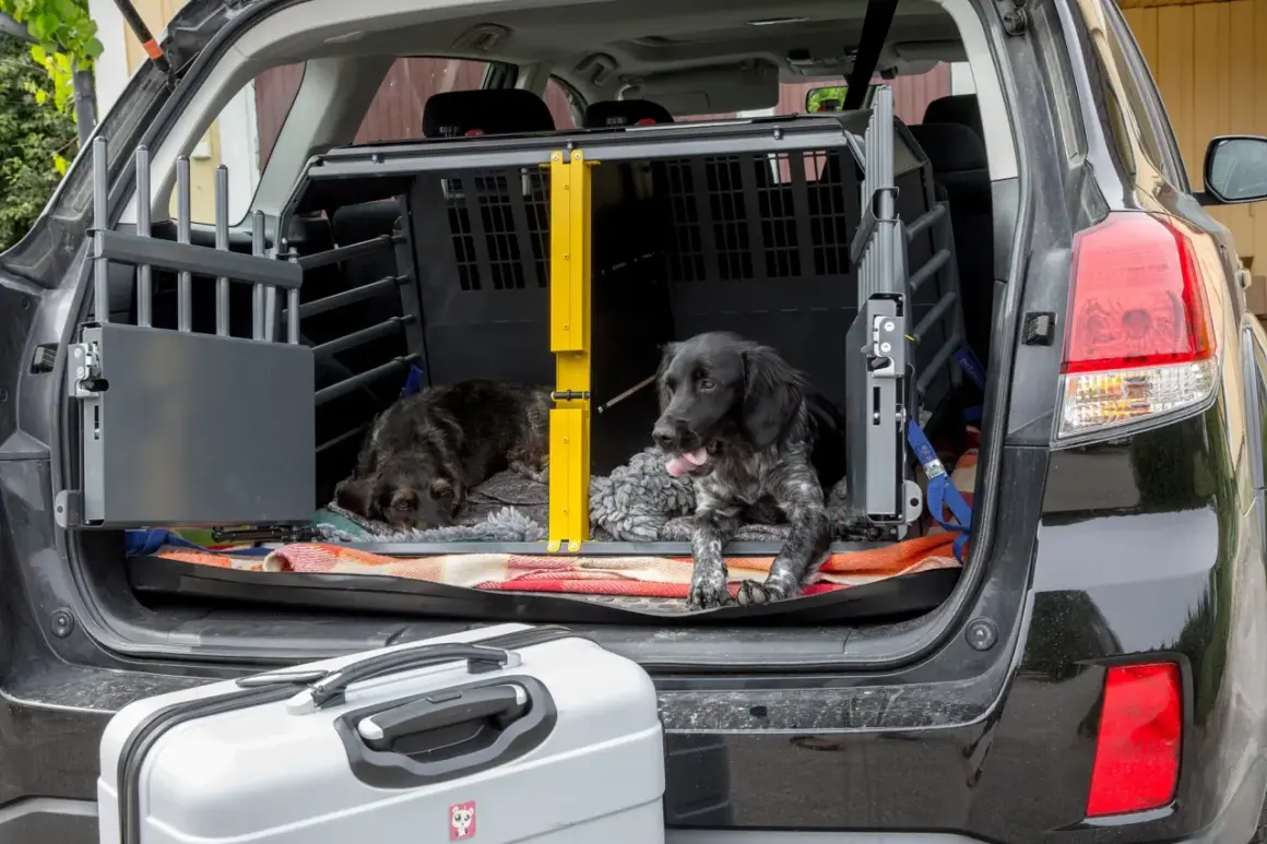 Två hundar redo att ta med hund till Norge. De ligger i en bur i bagageutrymmet på en bil, bredvid en resväska.