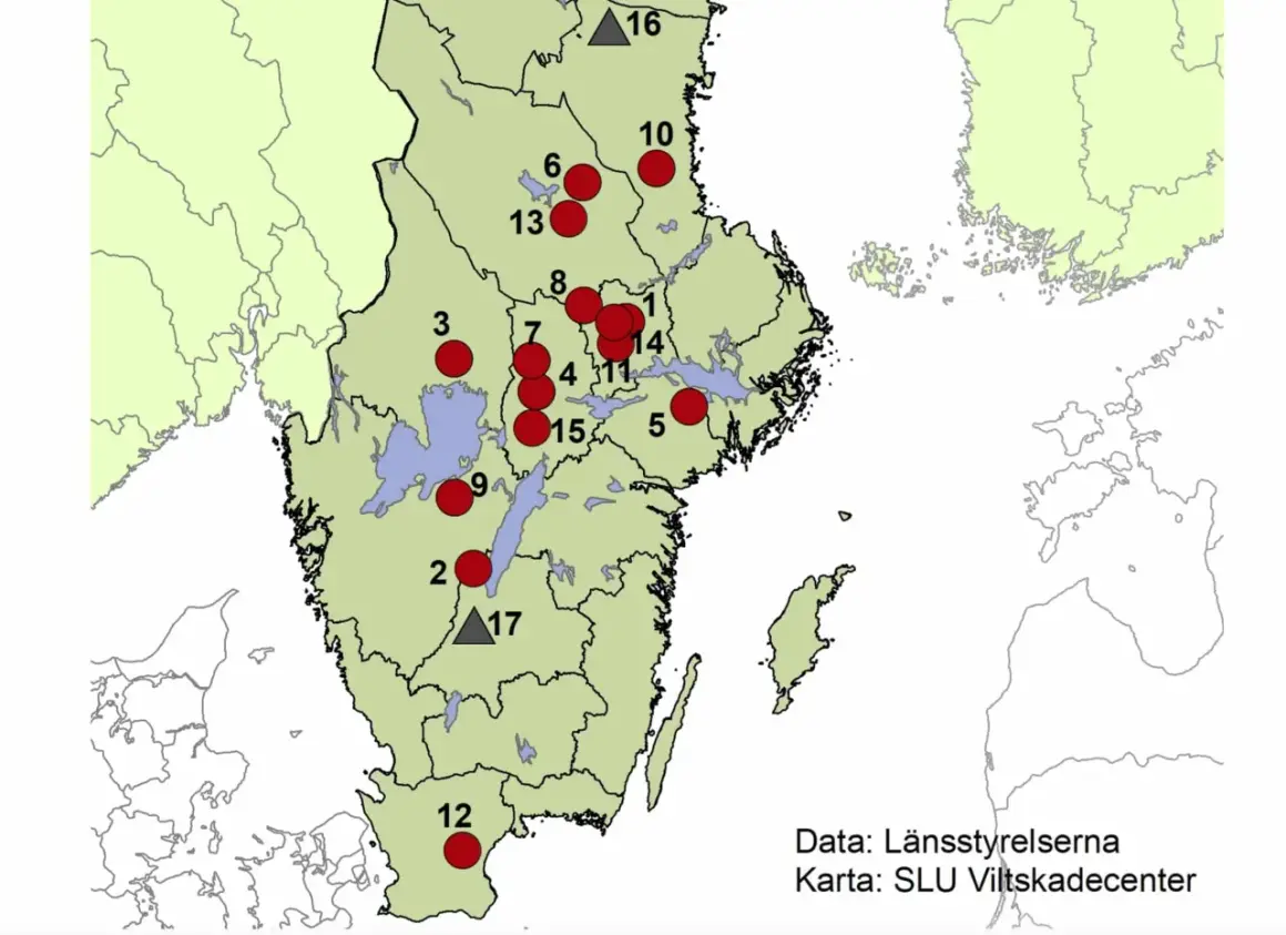 Karta över vargrevir i Sverige med röda cirklar som markerar revir och grå trianglar som markerar andra platser.