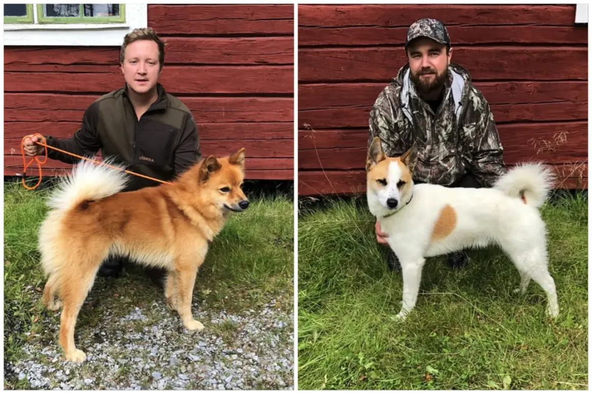 Två män med sina hundar framför en röd trävägg. Till vänster en man med en rödbrun finsk spets. Till höger en man med en vit och brun hund.