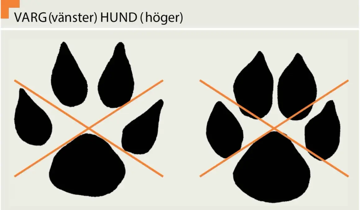 Två tassavtryck, ett varg spår till vänster och ett hund spår till höger, med orange kors över.